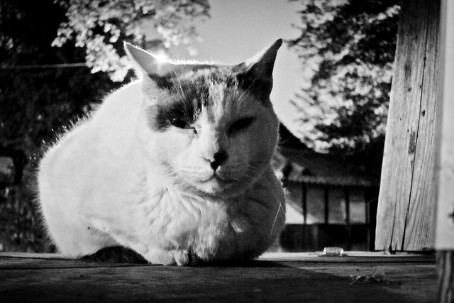 Today's Cat@2012-04-28