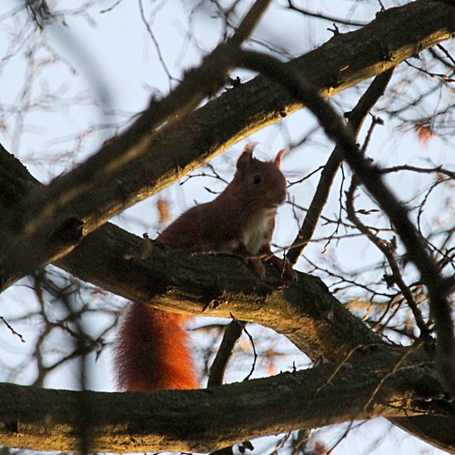 'ecuroux / squirred ©  OliBac