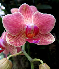 Moth Orchid by My Lovely Wife