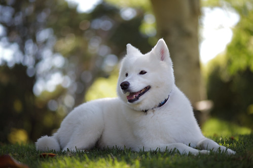 ”Sammy smile” or ”smiley dog | 120104-55 by jikatu, on Flickr