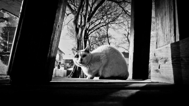 Today's Cat@2012-03-06