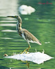 Indian Pond Heron 1