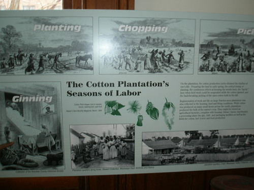 cotton planting season natchez