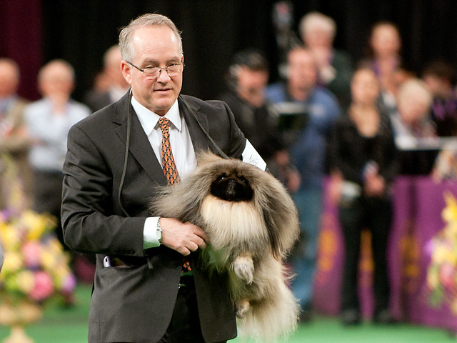 2012 Westminster Kennel Club Dog Show