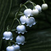 Lily Of The Valley 3