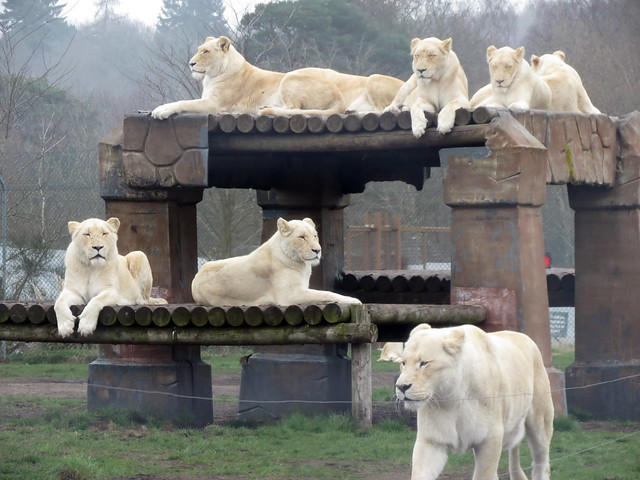 WHITE LIONs