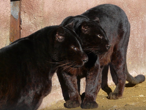Black leopard couple