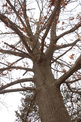 Oak Tree <a style="margin-left:10px; font-size:0.8em;" href="http://www.flickr.com/photos/91915217@N00/13528302185/" target="_blank">@flickr</a>