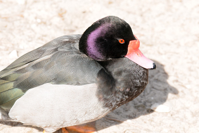 purple duck