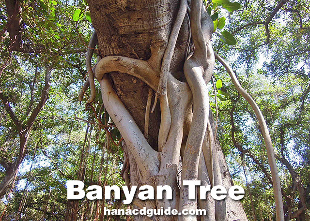 banyan tree, Lahaina