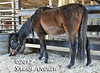 Camelot Auction saddled with abandoned horses