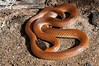 Goulds Hooded Snake Mt DALE 15May10 (3) res
