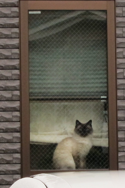 Today's Cat@2012-03-17