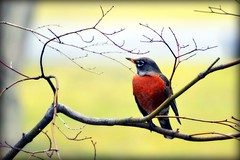 Sure sign of Spring - Robin - Bird