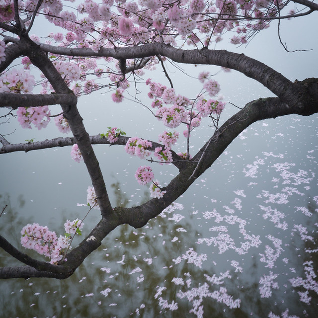 Petals in the Tidal Basin, by Reed A. George