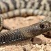 Western Barred Spitting Cobra - Naja Nigricollis Nigricincta