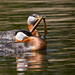 Nest-building Red-necked Grebes