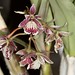 Epidendrum marmoratum - Merle Robboy