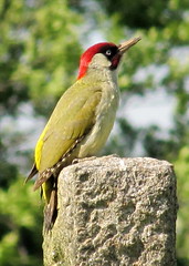 green woodpecker by Mostly Dans, on Flickr