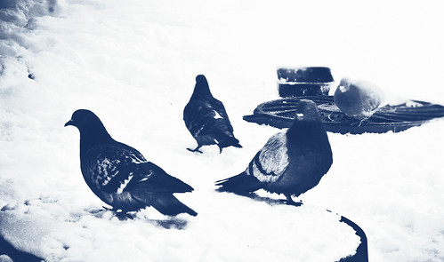  \ Pigeons ©  Valeri Pizhanski