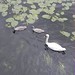 A swan with cygnets on the river Avon