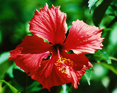 Hibiscus Flower, Moorea, French Polynesia