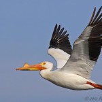 American White Pelican in flight (Pelecanus erythrorhynchos)
