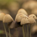 Tiny mushrooms