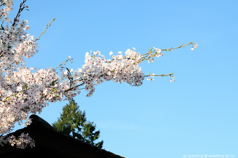 阿里山櫻花季19