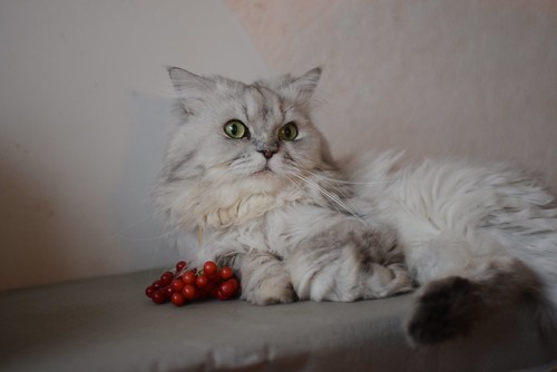 Cat ©  Andrey