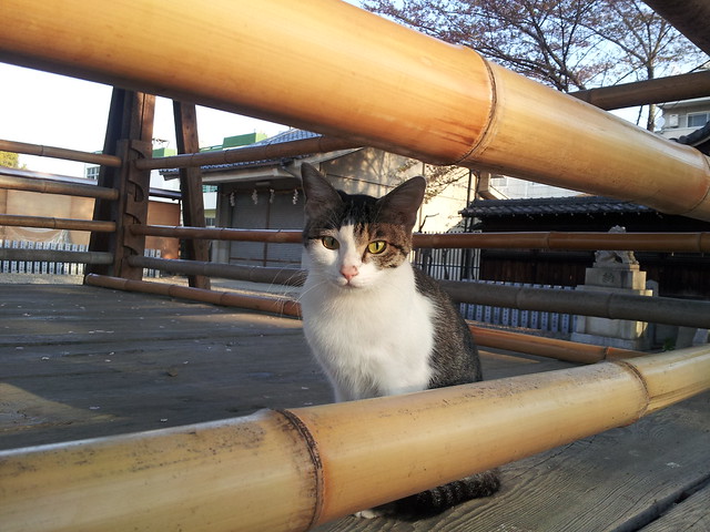 Today's Cat@2012-04-19