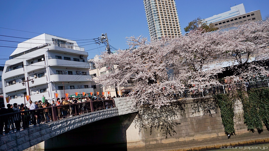 Blossom Japan