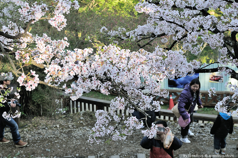 阿里山櫻花季31