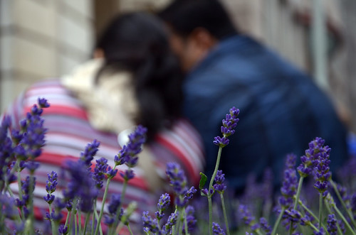 Only the lavender heard it ©  Still ePsiLoN