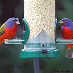 Painted Bunting males (Passerina ciris) - The Easter Eggs Hatched Again