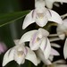 Dendrobium X gracillimum x Den. X delicatum - Anita Spencer