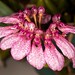 Bulbophyllum eberhardtii - Merle Robboy