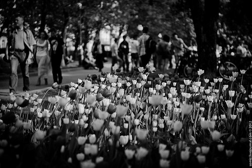 Tulips. ©  Evgeniy Isaev