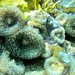 Corallimorphs