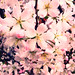 Cherry Blossom. #79/365