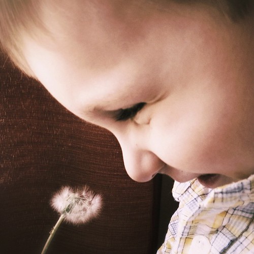 Little Things #nature #kids #joy #dandelion #flowers #happy #boy #igtexas