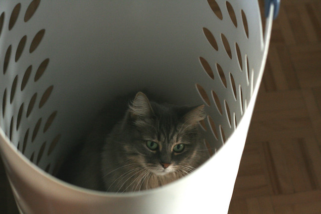 But why do I have to get out of the laundry basket?