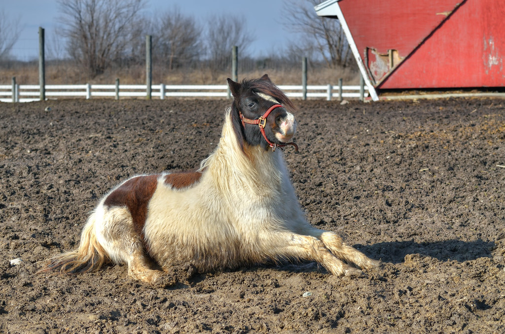 Cute horse lying on the ground / 可愛的馬