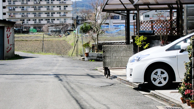 Today's Cat@2012-03-24