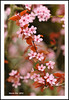 How Many Is Too Many? - Cherry Blossoms N8696e