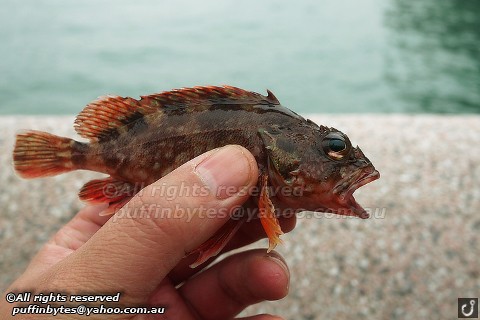 Marbled Rockfish - Sebastiscus marmoratus