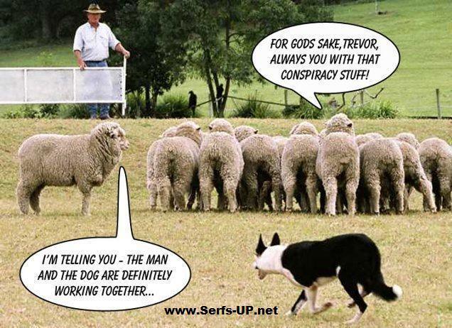 sheep-conspiracy
