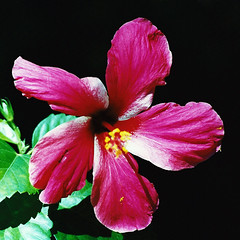 Hibiscus Flower, Moorea, French Polynesia