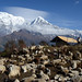Sheepherders and Annapurna South