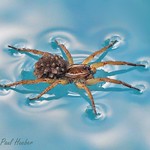 Wolf Spider with babies on her back - walking on water